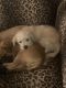 Maltese Puppies for sale in Las Vegas, NV, USA. price: NA