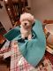 Maltese Puppies for sale in Pascagoula, MS, USA. price: $70,000