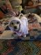 Maltese Puppies for sale in Huntington Beach, CA, USA. price: $20,000