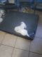 Maltese Puppies for sale in Spring Hill, FL, USA. price: $800