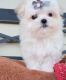 Maltese Puppies for sale in Houston, TX, USA. price: $650