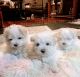 Maltese Puppies for sale in San Jose, CA, USA. price: $1,500