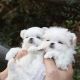 Maltese Puppies for sale in Austin, TX 78701, USA. price: $400