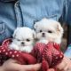 Maltese Puppies for sale in Austin, TX 78701, USA. price: $500