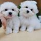 Maltese Puppies for sale in Austin, TX 78701, USA. price: $500