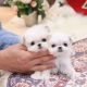 Maltese Puppies for sale in Austin, TX 78701, USA. price: $600