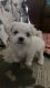 Maltese Puppies for sale in Garden Grove, CA 92844, USA. price: $1,300