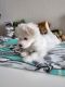Maltese Puppies for sale in Oceanside, CA, USA. price: $3,000