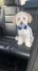Maltese Puppies for sale in Milwaukee, WI, USA. price: $3,500