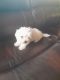 Maltese Puppies for sale in Hayward, CA, USA. price: $1,200