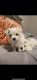 Maltese Puppies for sale in Tampa, FL, USA. price: $800