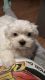 Maltese Puppies for sale in San Antonio, TX 78248, USA. price: $2,200