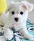 Maltese Puppies for sale in Oceanside, CA, USA. price: $4,000