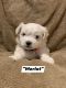 Maltese Puppies for sale in Nitro, WV, USA. price: $1,200