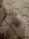 Maltese Puppies for sale in Melrose Park, IL, USA. price: $5,000