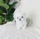 Maltese Puppies for sale in Denver, CO, USA. price: $700