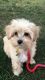 Maltese Puppies for sale in Bloomington, CA, USA. price: $800