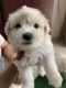 Maltese Puppies for sale in Chennai, Tamil Nadu, India. price: 25000 INR