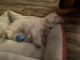 Maltese Puppies for sale in St Cloud, FL, USA. price: $500