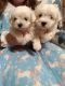 Maltese Puppies for sale in Bath, NC 27808, USA. price: NA