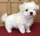 Maltese Puppies for sale in Sumter, SC, USA. price: NA