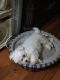 Maltese Puppies for sale in Ashland, KY, USA. price: NA