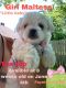 Maltese Puppies for sale in Fayetteville, AR, USA. price: NA