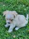 Maltese Puppies for sale in Denton, MD 21629, USA. price: $600