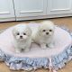 Maltese Puppies for sale in New York New York Casino, Las Vegas, NV 89109, USA. price: $400