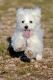 Maltese Puppies for sale in Michigan Ave, Chicago, IL, USA. price: NA