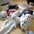 Maltese Puppies for sale in California City, CA, USA. price: $1,250