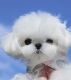 Maltese Puppies for sale in Van Nuys, CA 91436, USA. price: NA