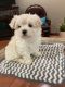 Maltese Puppies for sale in Euless, TX, USA. price: NA