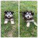 Maltese Puppies for sale in Bourbon, IN 46504, USA. price: $650