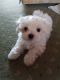 Maltese Puppies for sale in Nyack, NY 10960, USA. price: $600