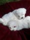 Maltese Puppies for sale in Texas Rd, Marlboro, NJ, USA. price: $700
