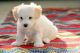 Maltese Puppies for sale in Pearland, TX, USA. price: NA