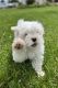 Maltese Puppies for sale in Faribault, MN 55021, USA. price: $1,200