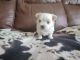 Maltese Puppies for sale in Sylva, NC 28779, USA. price: $3,500