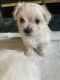 Maltese Puppies for sale in Burnsville, MN 55337, USA. price: $1,800