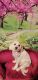 Maltese Puppies for sale in Palm Springs, CA, USA. price: $600