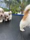 Maltese Puppies for sale in Coral Springs, FL, USA. price: $3,000