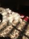 Maltese Puppies for sale in 4139 Kittery Point SW, Snellville, GA 30039, USA. price: $500
