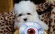 Maltese Puppies for sale in Hawthorne, CA 90250, USA. price: NA