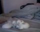 Maltese Puppies for sale in Old Southside, Indianapolis, IN, USA. price: $1,350