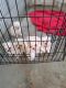 Maltese Puppies for sale in Amherst, OH, USA. price: NA