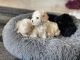 Maltese Puppies for sale in Hemet, CA 92545, USA. price: $700