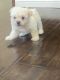Maltese Puppies for sale in Lynwood, CA, USA. price: $600