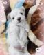 Maltese Puppies for sale in Washington, DC, USA. price: $1,500