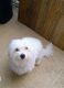 Maltese Puppies for sale in Fort Worth, TX 76112, USA. price: NA